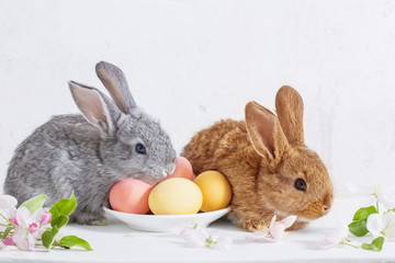 bunny with easter eggs on white background