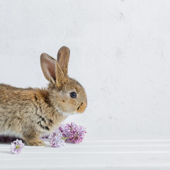 Easter rabbit with lilac in vase on white background