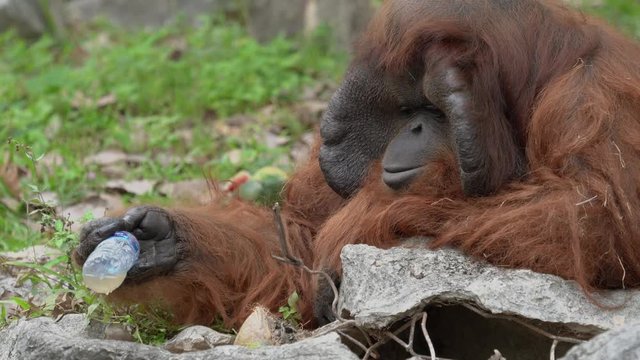 Orangutan