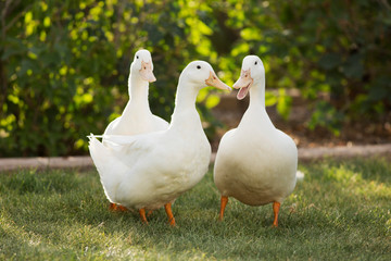 Three pet ducks in the backyard