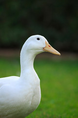 Vertical White Duck Portrait with a green background