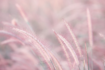 Fototapeta premium Colorful flowers grass made with gradient for background,Abstract,texture,Soft and Blurred style.postcard.