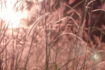 Obraz premium Colorful flowers grass made with gradient for background,Abstract,texture,Soft and Blurred style.postcard.
