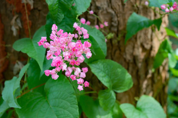 Mexican Creeper growing on tree