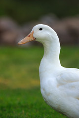 White domestic Duck portrait with a green background