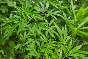 Green fresh marijuana leaves pattern