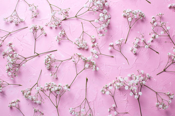 Pattern from fresh white gypsofila  flowers on  pink textured background.