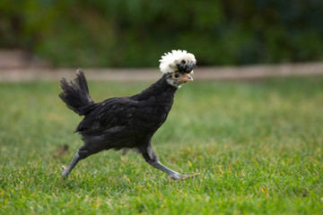 Funny Black Polish Chicken runs across a grassy lawn