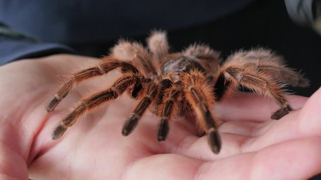 putting hairy, large spider molt, Grammostola Rosea rotating, on hand, arachnophobia