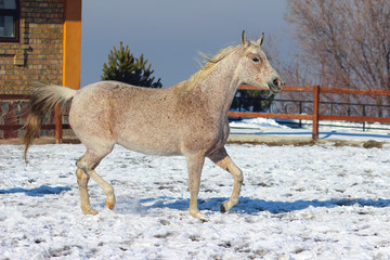 a white purebred arab horse runs alongside a stable in winter through the snow