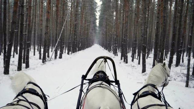 Russian Troika of horses. Three white horses in harness pulling a sleigh in the winter forest. Slow motion. HD