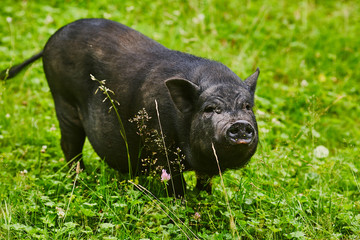 Cute fat pot-bellied pigs on free meadow of private farm