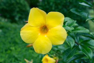 Obraz na płótnie Canvas Close up of Yellow bell (Allamanda cathartica L.) flowers