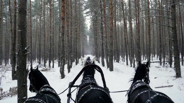 Russian Troika of horses. Three black and three white horses in harness pulling a sleigh in the winter forest. Slow motion. HD