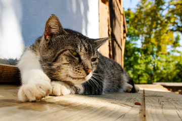 Stray cat enjoying the warmth of the morning sun on the porch of an old house. Sleepy feline on a sunny day in a rustic background.