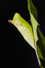 Tailed Jay (Graphium agamemnon) pupa