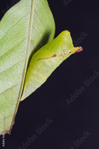 Tailed Jay Graphium Agamemnon Pupa Stock Photo And