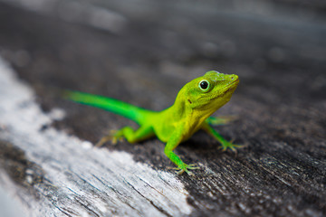Green Gecko on wood closeup, Guadeloupe