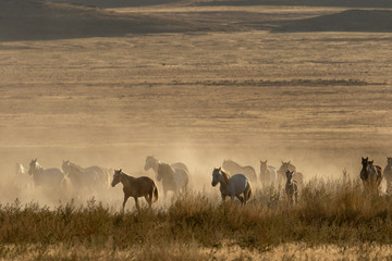 Fototapeta premium Wild Horses in the Utah Desert