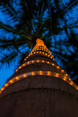 Palm tree lights at dusk, Waikiki, Oahu