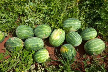 Watermelon field