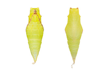 Tailed Jay (Graphium agamemnon) pupa