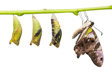 Tailed Jay (Graphium agamemnon) butterfly and pupa transformation