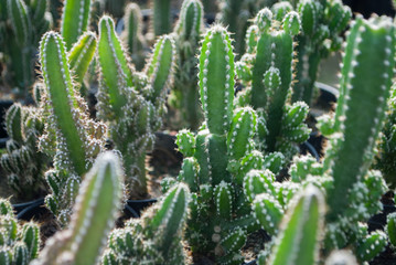 Small green cactus selective focus in flowerpot houseplant at the farm