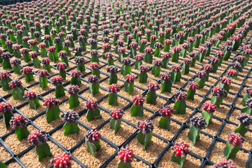 Small red cactus selective focus in flowerpot houseplant at the farm