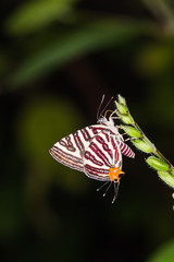 Fototapeta na wymiar Long-banded Silverline (Cigaritis lohita) butterfly