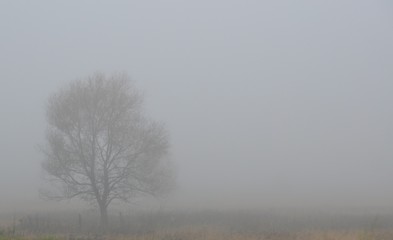 trees in the fog