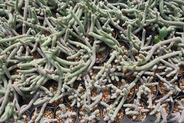 Small green cactus selective focus in flowerpot houseplant at the farm