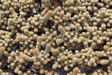 Small green cactus selective focus in flowerpot houseplant at the farm