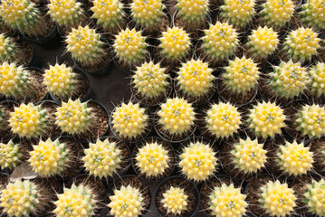 Top view of small yellow cactus selective focus in flowerpot houseplant at the farm