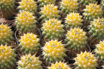 Small yellow cactus selective focus in flowerpot houseplant at the farm