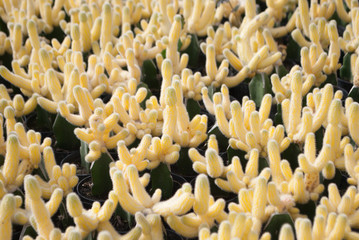 Small yellow cactus selective focus in flowerpot houseplant at the farm