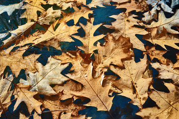 Carved red oak leaves that fell into a pond and froze in the ice. Reflection of blue sky between the leaves on the surface of the ice. Winter patterns closeup. Nature concept for design.