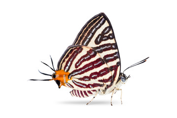 Long-banded Silverline (Cigaritis lohita) butterfly