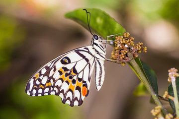 Lime butterfly or Lemon butterfly (Papilio demoleus)