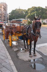 Naklejka na ściany i meble horse and carriage in the city
