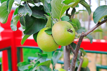 apples on the branch