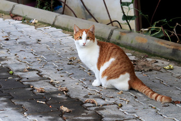 Scared red cat ready to scare and run
