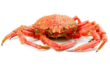 red crayfish on white