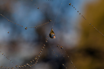 Spider Web Jewels