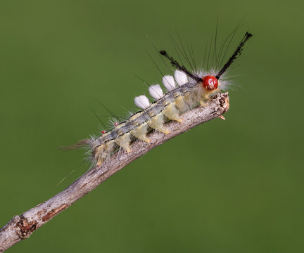 White-marked Tussock Moth