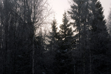 Fototapeta na wymiar Nature background. Landscape of the winter forest.