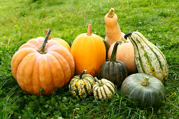 Pumpkin and squash harvest