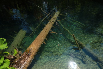 The tree under transparent water.