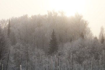 Obraz na płótnie Canvas Nature background. Landscape of the winter forest.