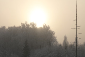 Fototapeta na wymiar Nature background. Landscape of the winter forest.